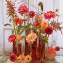 Mix Marieke Nolsen Selection (4 dahlien + 3 samen)