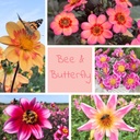Mix Schmetterlings- und Bienenparty (5 dahlien)