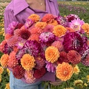 Mix Perfect Pflückgarten (8 dahlien)