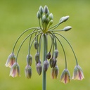 Allium Bulgaricum 10 Stück