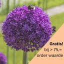 Allium Ambassador 1 Stück