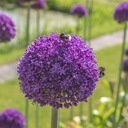 Allium Ambassador 1 Stück