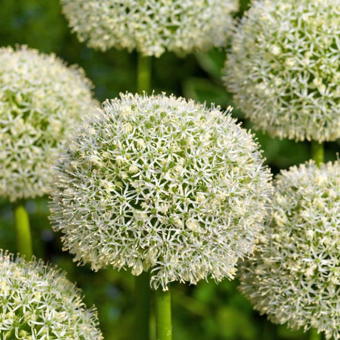 Allium White Giant 3 Stück