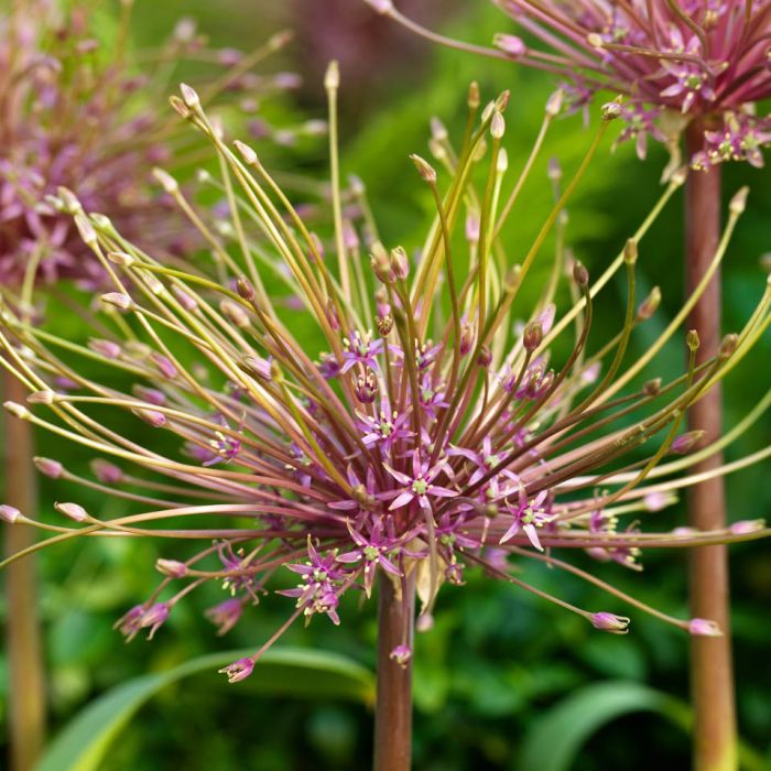Allium Schubertii 3 Stück