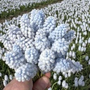 Muscari Baby's Breath 10 Stück