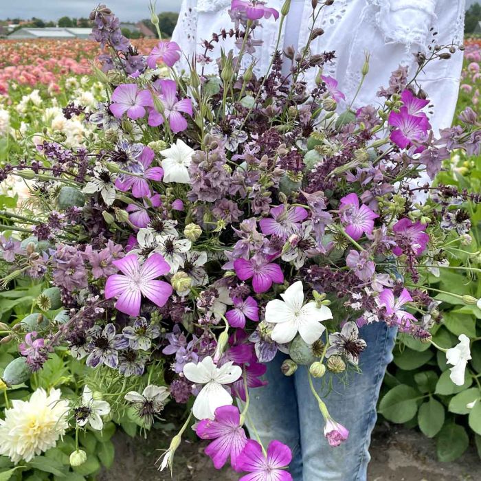 Mix Purple Heaven - 5x blumensamen