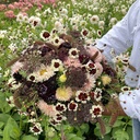 Mix Angels from the Sky - 5 x blumensamen