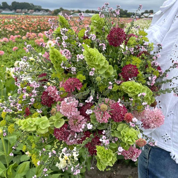 Mix Rosy Dream- 5x blumensamen