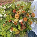 Mix Sunset Orange - 5 x blumensamen