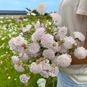 Didicus Lace Pink