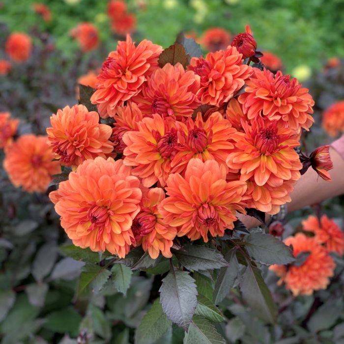 Orange Pekoe