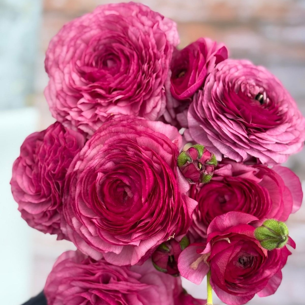 Ranunkeln Elegance Milka®