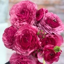 Ranunkeln Elegance Milka®