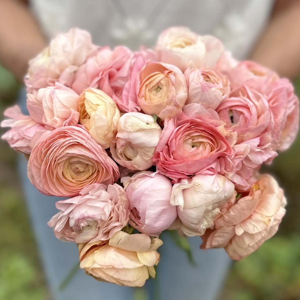 Ranunculus Elegance Pastello®