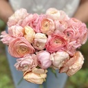 Ranunculus Elegance Pastello®