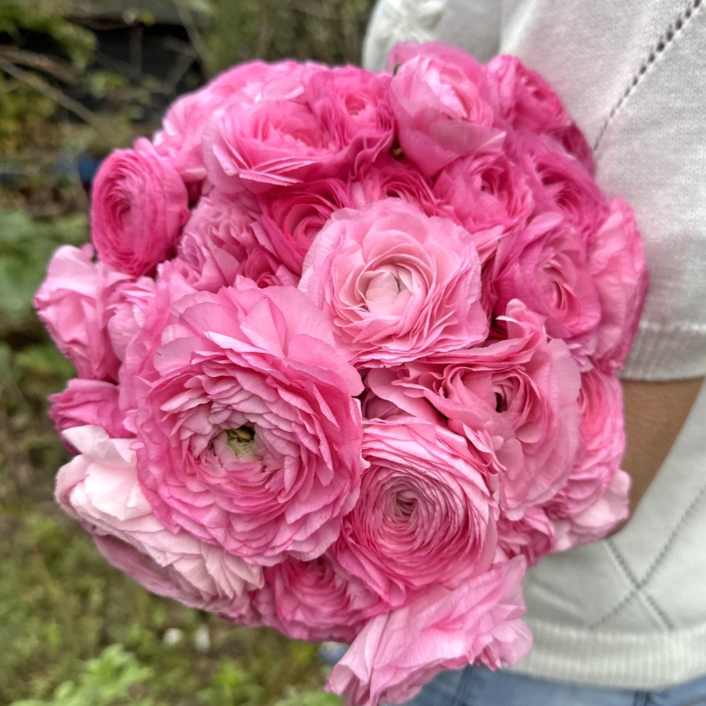 Ranunkeln Elegance Rosa