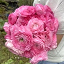 Ranunkeln Elegance Rosa