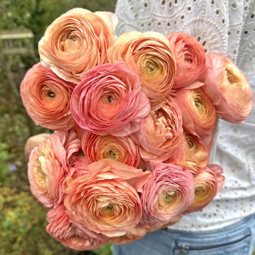 Ranunculus Elegance Salmone®