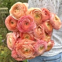 Ranunculus Elegance Salmone®