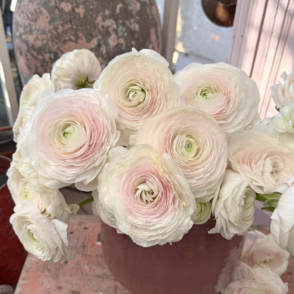 Ranunculus Cloni Succes Hanoi®