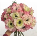 Anemone Levante Rosa Chiaro®