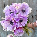 Anemone Mistral Plus Rarity