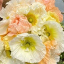 Icelandic Poppies Colibri Mix