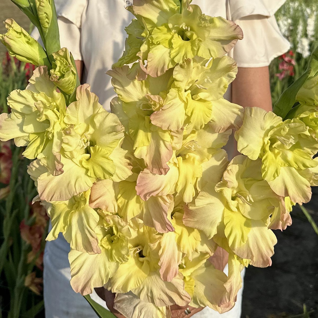 Gladiole Alicia
