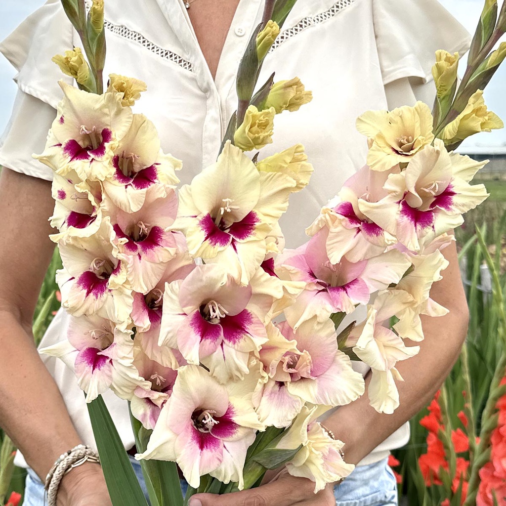 Gladiole Amber Mistique