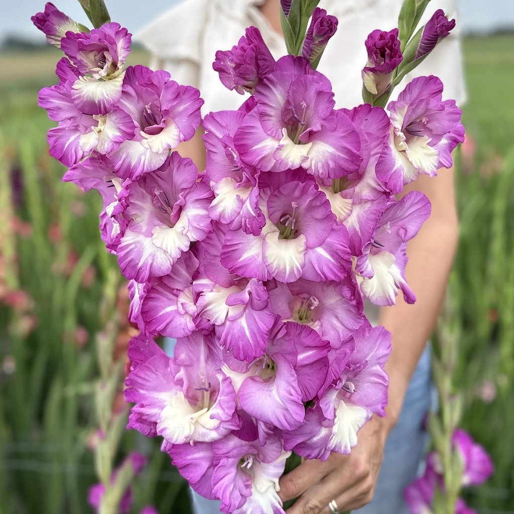Gladiole Anouk