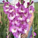 Gladiole Anouk