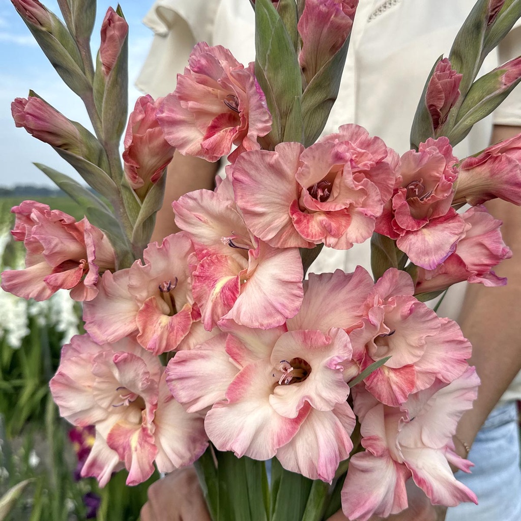Gladiole Cherry Candy
