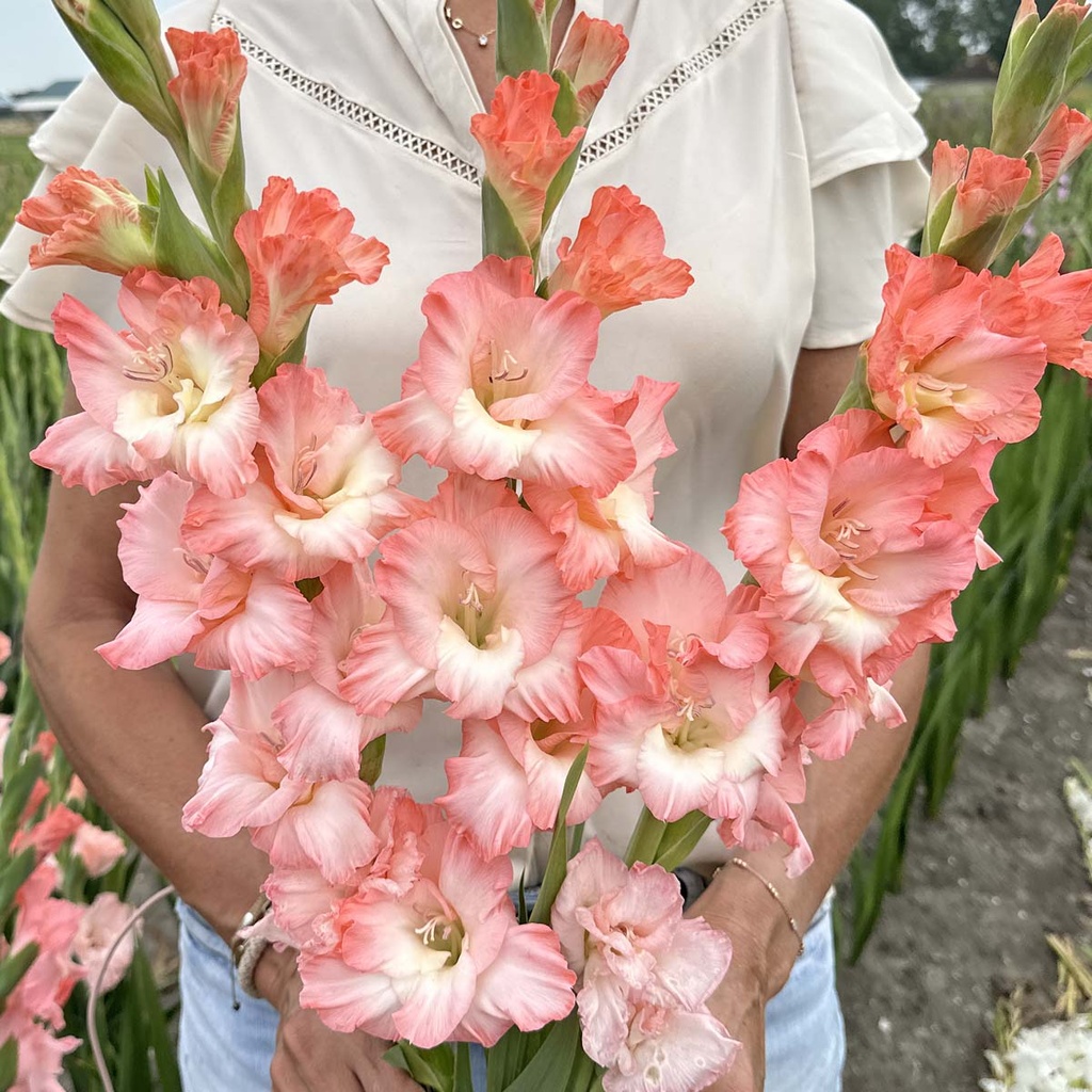 Gladiole Dolce Vita