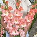 Gladiole Dolce Vita