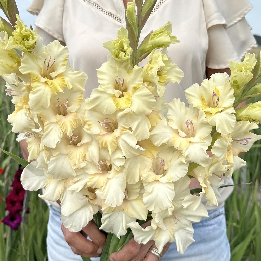 Gladiole Dreamy Creamy