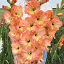 Gladiole Eminence