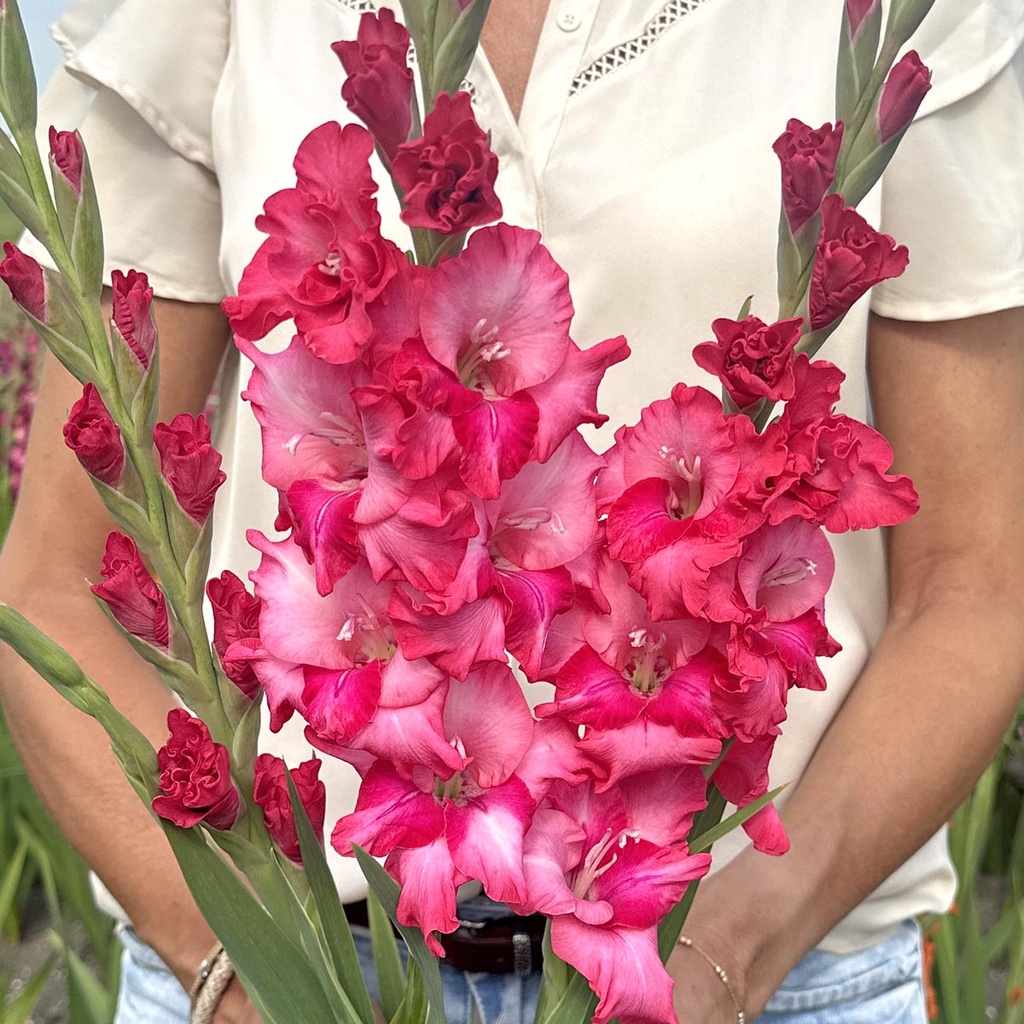 Gladiole Gladdies Kelly