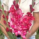 Gladiole Gladdies Kelly