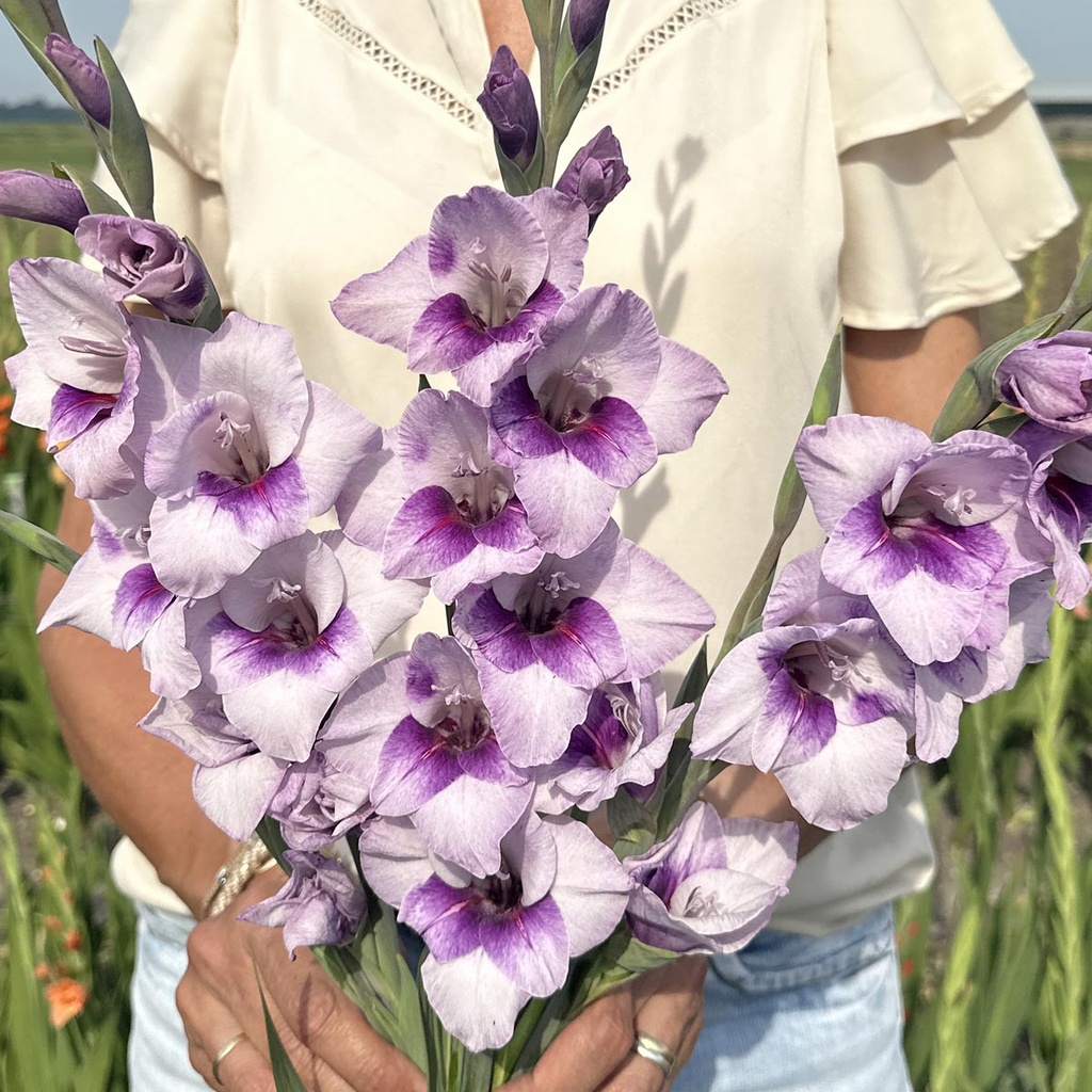 Gladiole Gladdies Tina