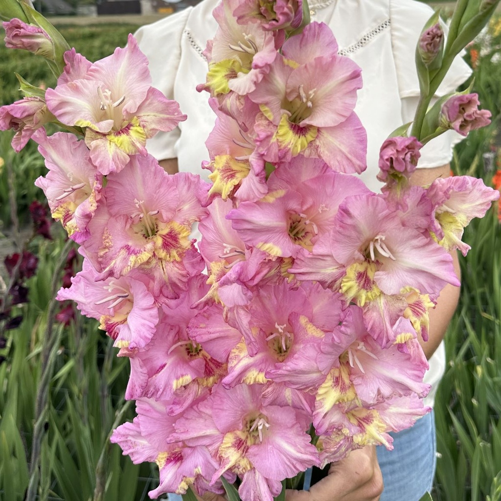 Gladiole Happy Disco