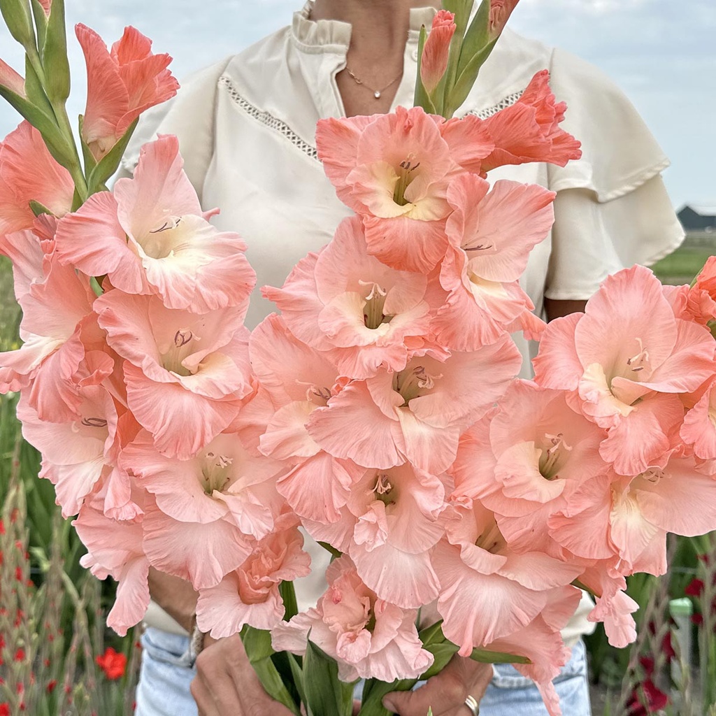 Gladiole Karma