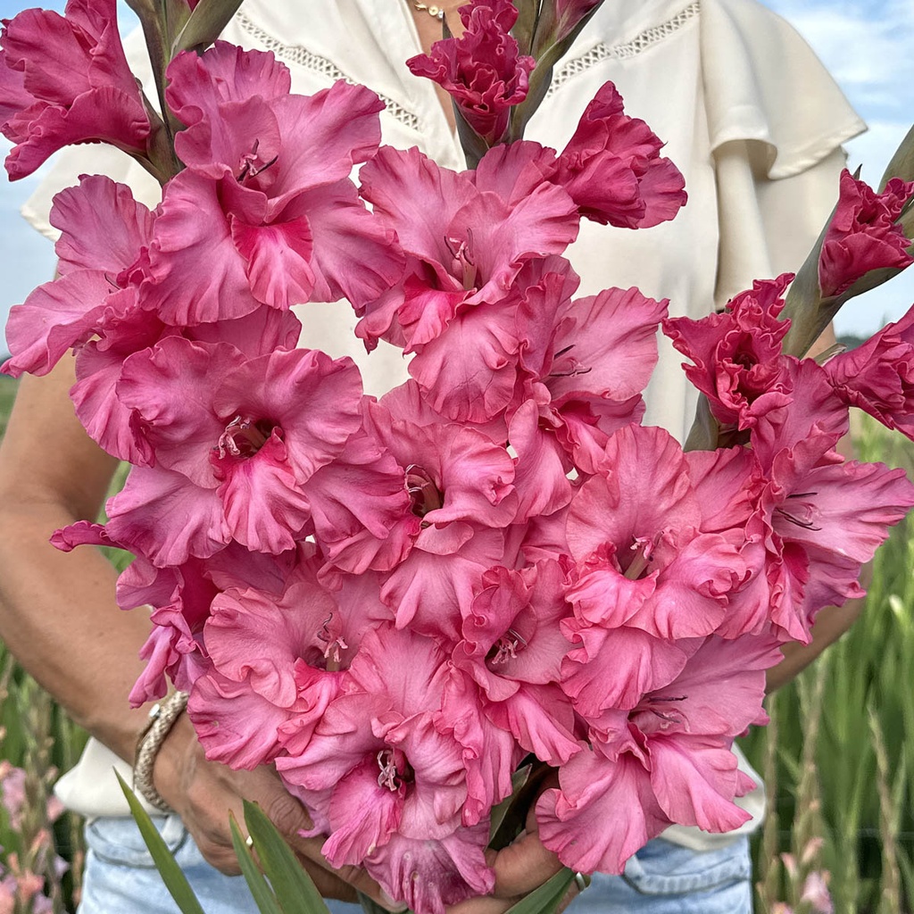 Gladiole Kingston Ruffle