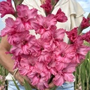 Gladiole Kingston Ruffle