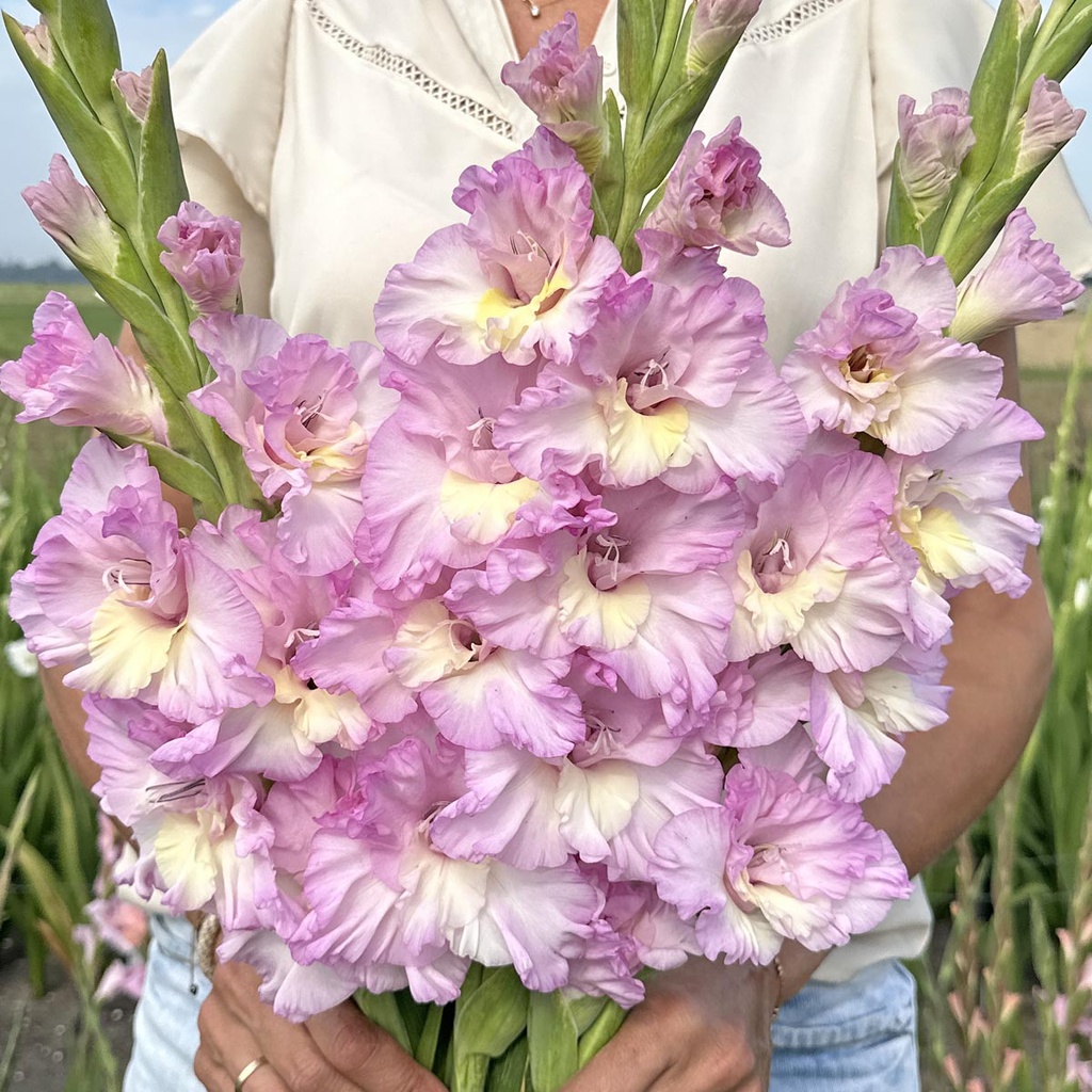 Gladiole Magenta Princess