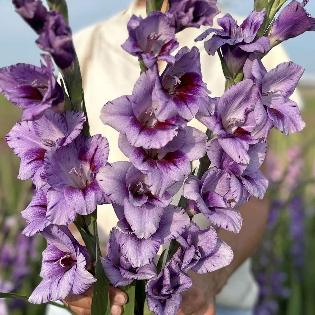 Gladiole Passos
