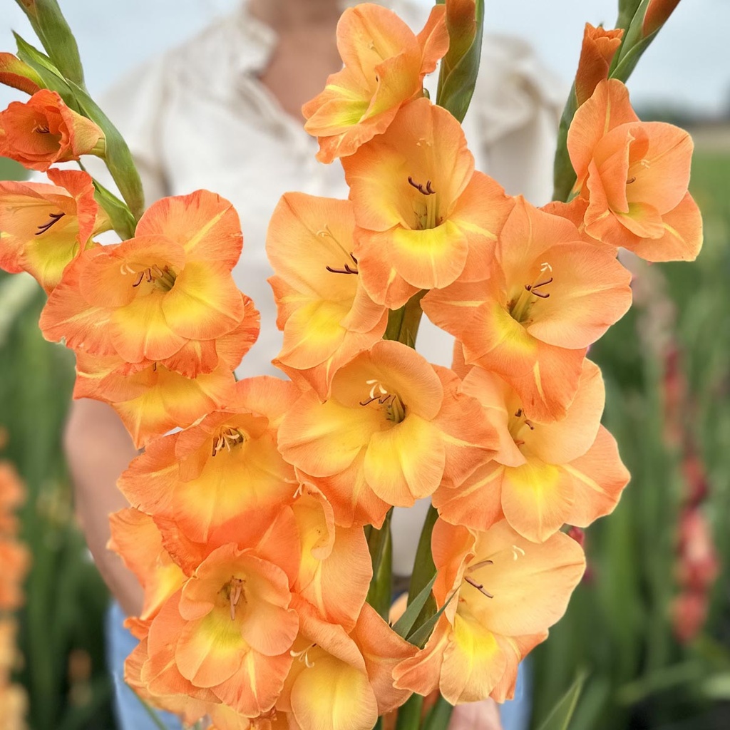 Gladiole Peche Melba