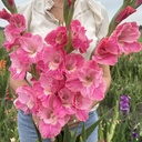 Gladiole Pink Parrot