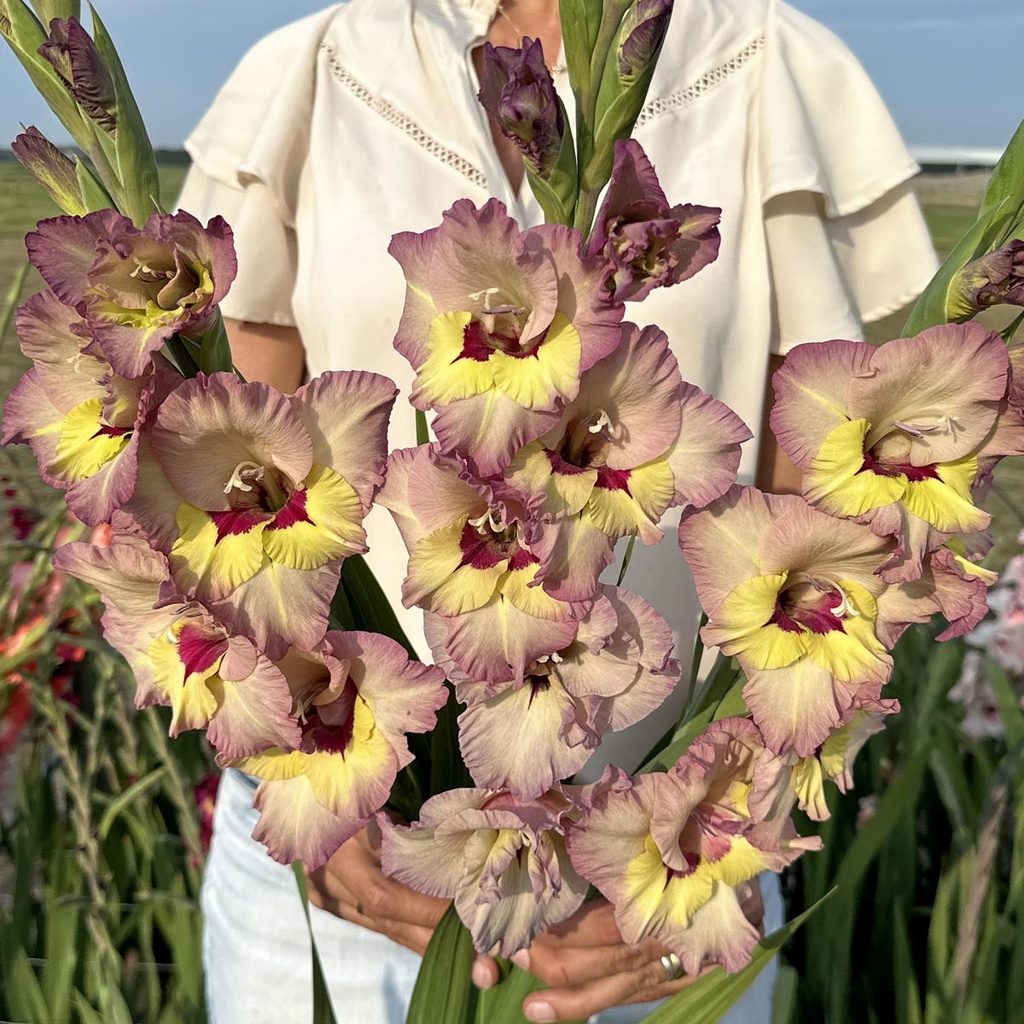Gladiole Sapporo