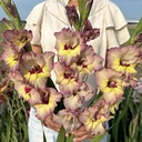 Gladiole Sapporo