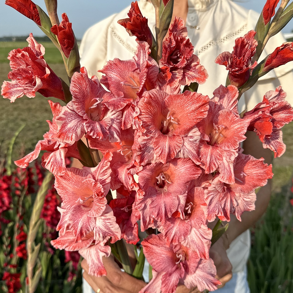 Gladiole Strawberry Swirl